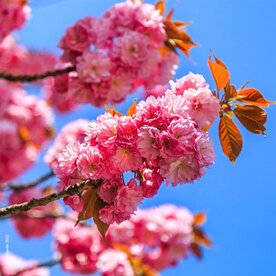 FETE DES CERISIERS EN FLEURS A VIGNOLA